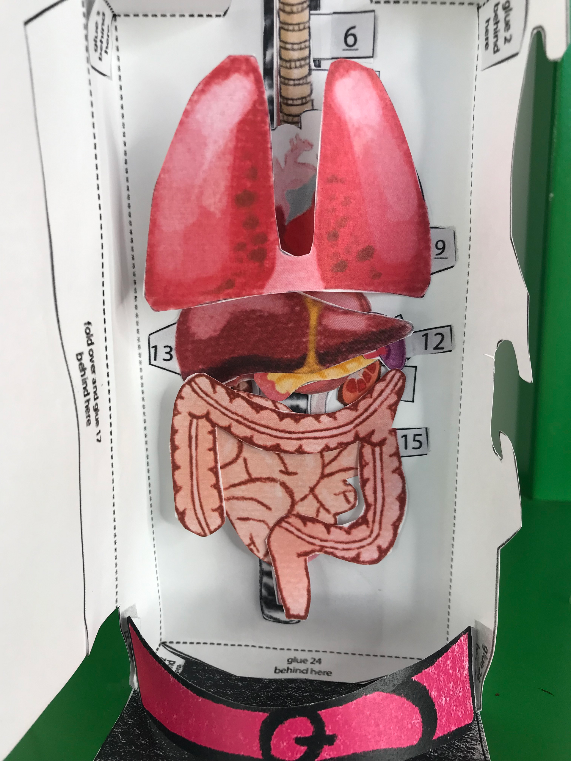 Human Body Systems Projects Bundle | STEM Activities