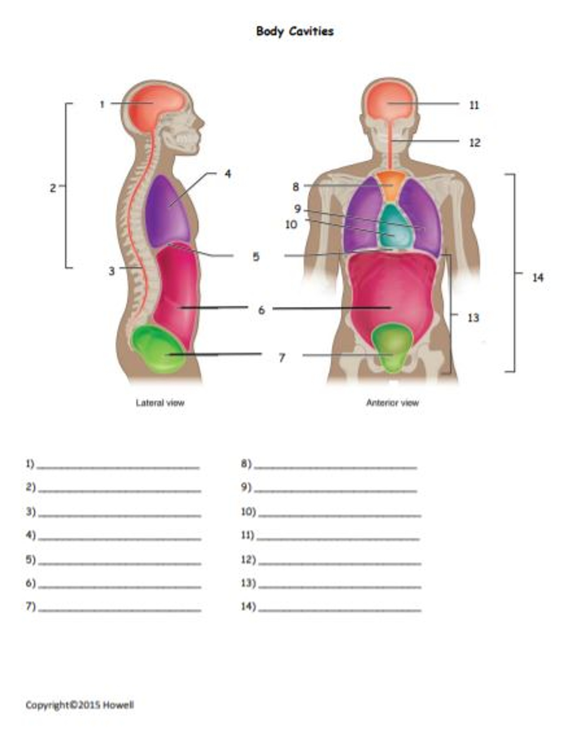 Body Cavities Quiz Or Worksheet Amped Up Learning