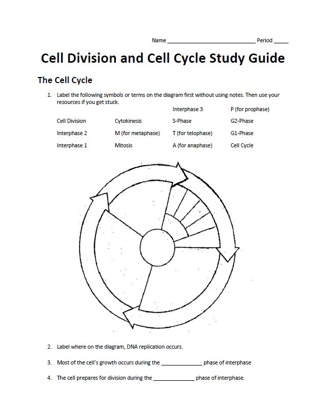 Urinary System Study Guide Packet