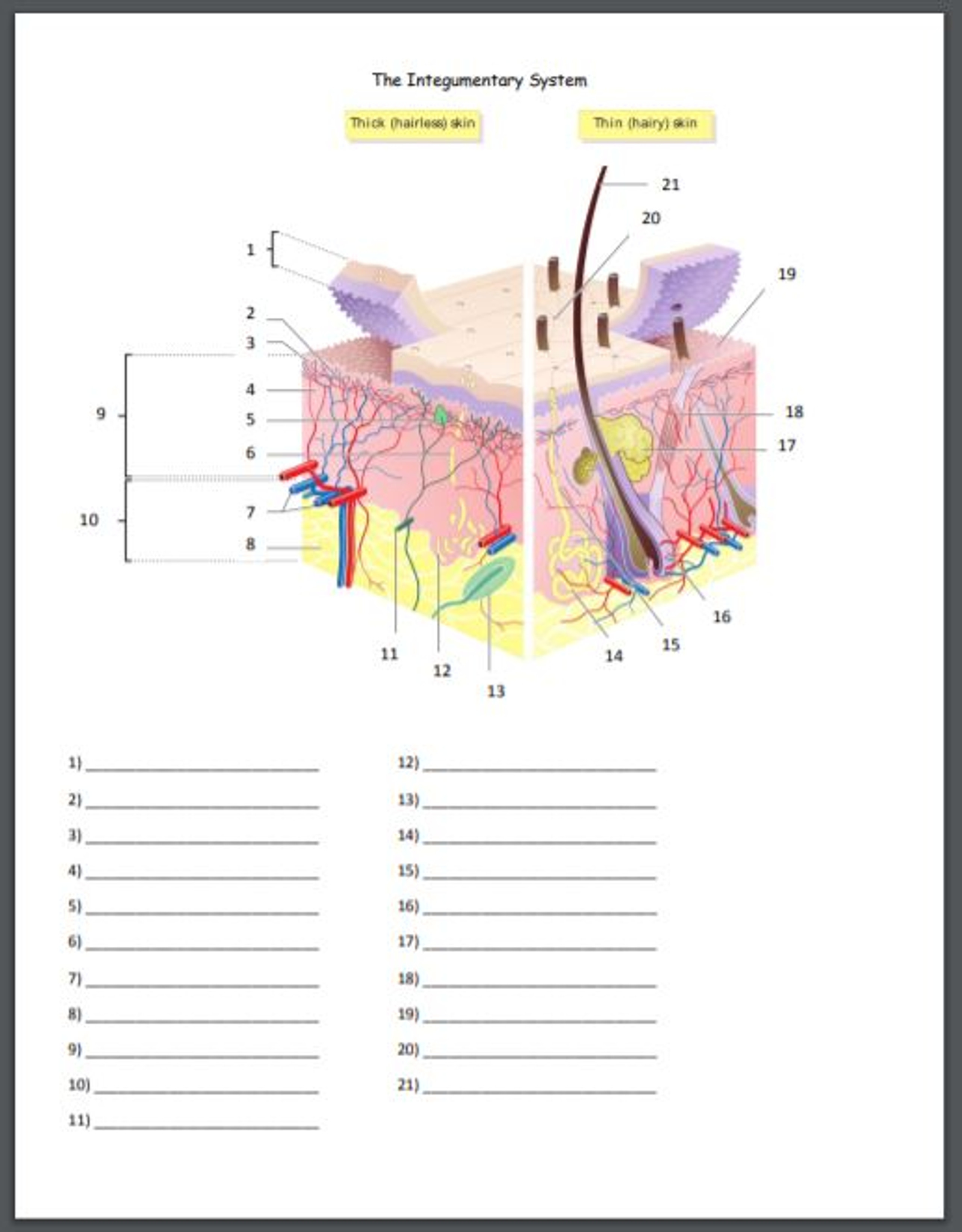 The Integumentary System Quiz or Worksheet Amped Up Learning