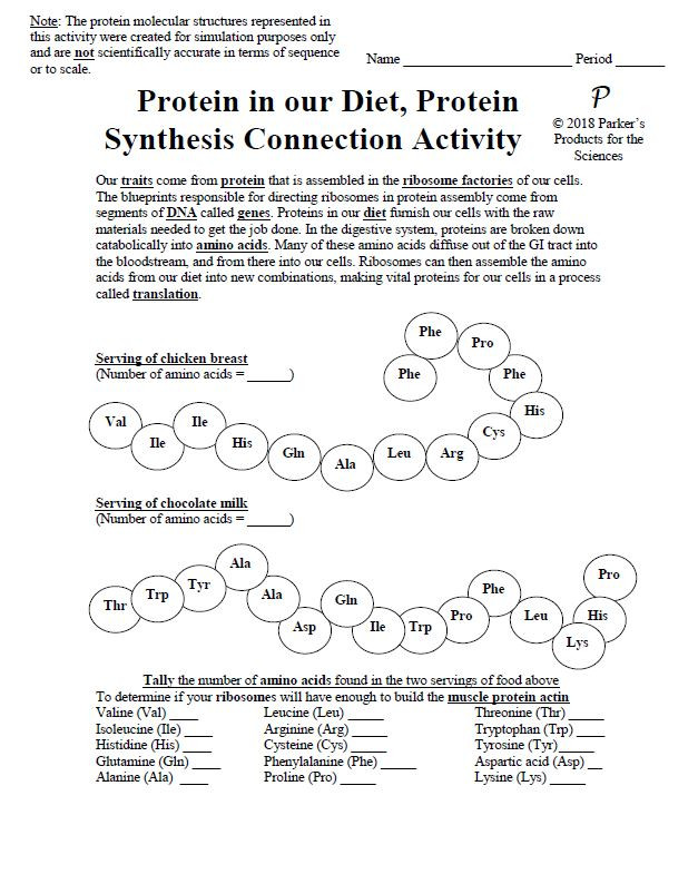 Protein Synthesis, Cell Transport, and Energy Flow Activity Amped Up