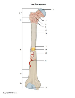 Long Bone Anatomy Quiz or Worksheet - Amped Up Learning