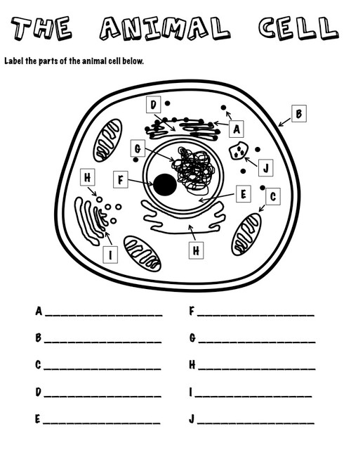 The Animal Cell Label with Word Bank - Amped Up Learning