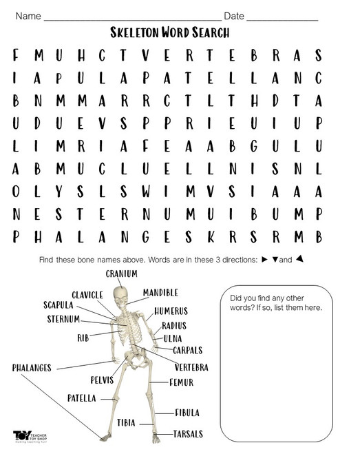 Skeletal System Word Search | Print and Digital