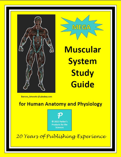 Mega Muscular System Study Guide for Human Anatomy & Physiology
