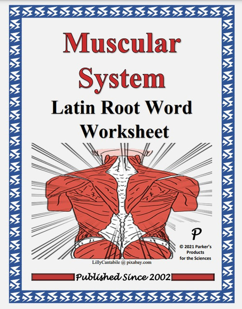 Muscular System Latin Root Word Worksheet