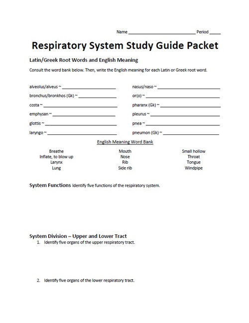 Respiratory system lapbook