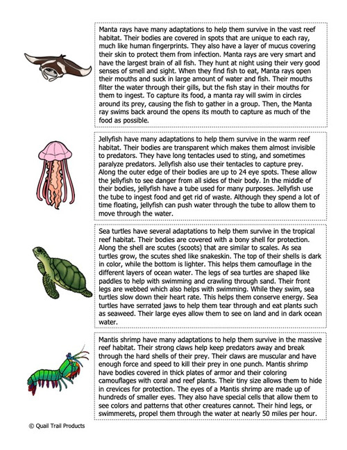 Animal Adaptations in the Reef Habitat Worksheets and Activities