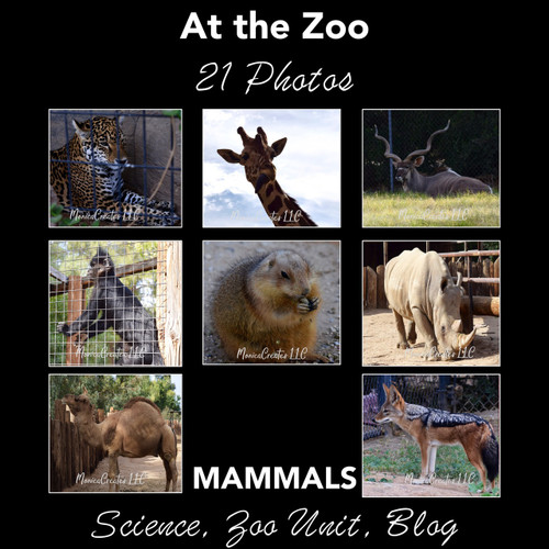 Stock Photos - Mammals at the Zoo