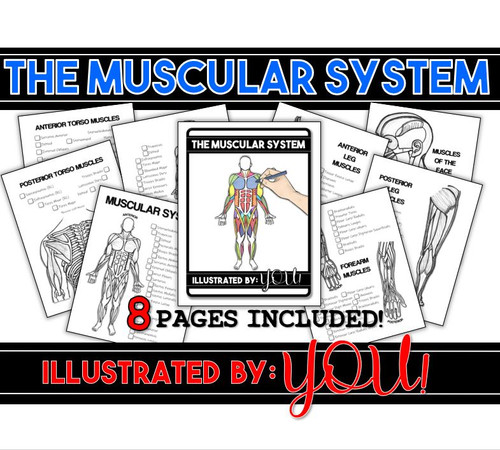 Muscular System Coloring Book- 8 pages of Anatomically Correct