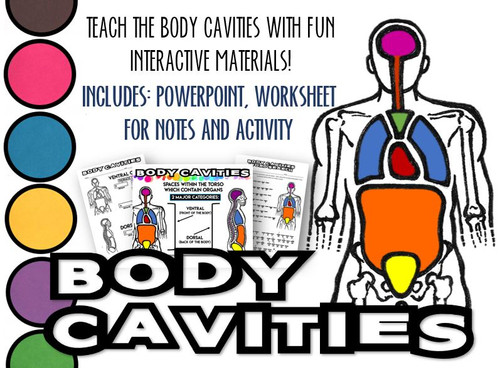 Body Cavities- PowerPoint, Notes Worksheet and Activity Page! Distance Learning Options!