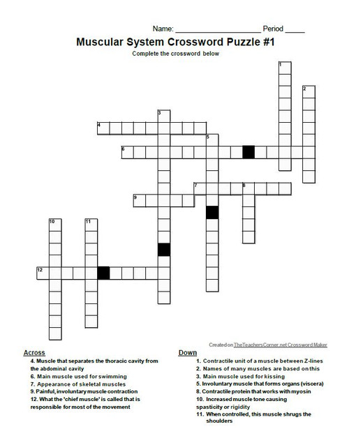 Skeletal Muscle Function Table Activity Set Amped Up Learning