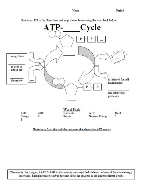 ATP-ADP Cycle Worksheet (Cellular Energy)