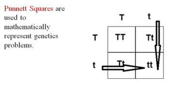 Classical Genetics Learning Activities (Distance Learning)