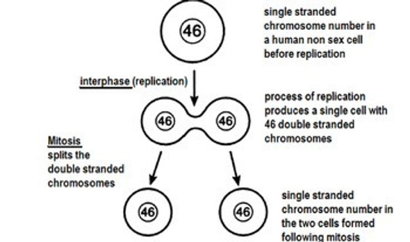 Mitosis/Asexual Reproduction Learning Activities (Distance Learning)