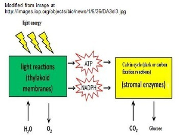 Photosynthesis Learning Activities (Distance Learning)