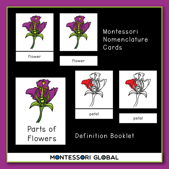 Parts of the flower Montessori Nomenclature 3 part cards to teach the parts of the flower. A definition booklet is also included as well as an interactive Boom card quiz to assess whether children can name the parts of a flower. It is a challenging multiple choice based on the Montessori nomenclature cards. Each card highlights the part that must be named and offers a choice of five names to select from.
Boom cards.