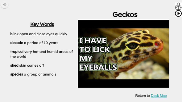Gecko Informational Text Reading Passage and Activities