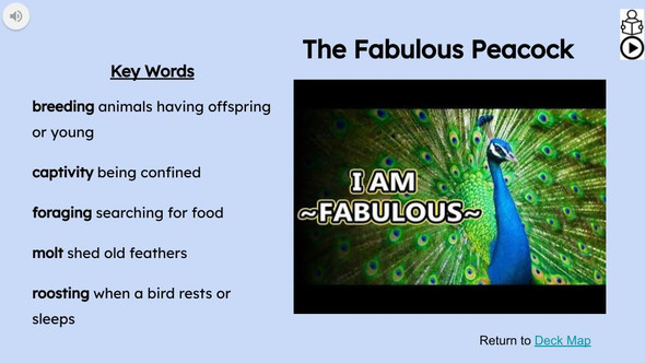 Peacock Informational Text Reading Passage and Activities