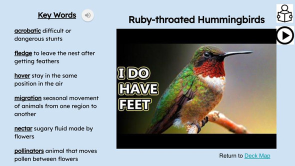 Birds Informational Text Reading Passage and Activities BUNDLE