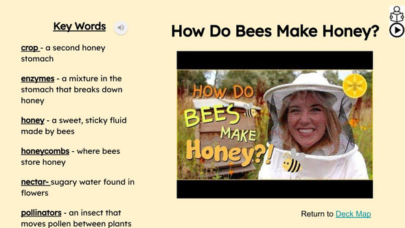 Bees Informational Text Reading Passage and Activities