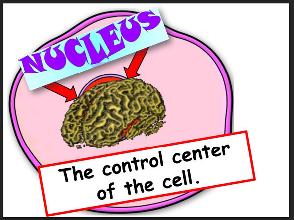 Cell Organelles (Basic)