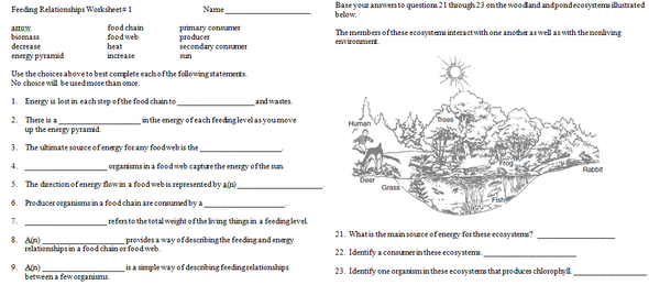 Feeding Relationships Worksheets Review