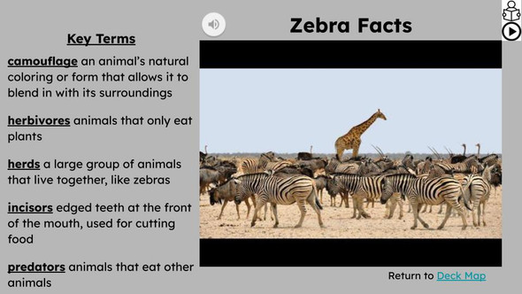 Zebras Informational Text Reading Passage and Activities