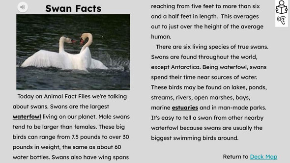 Swans Informational Text Reading Passage and Activities