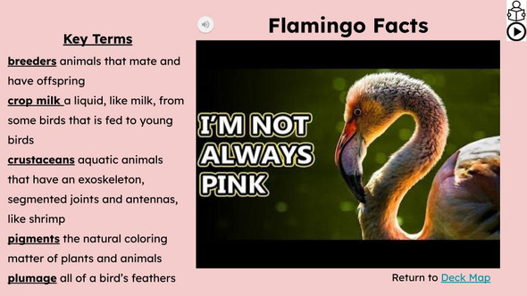 Flamingo Informational Text Reading Passage and Activities