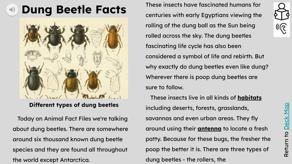 Dung Beetle Informational Text Reading Passage and Activities