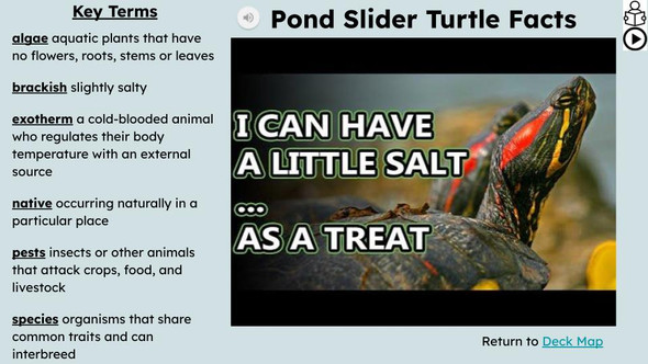 Pond Animals Informational Text Reading Passage and Activities BUNDLE