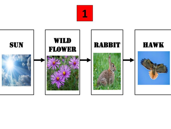 Food Web: Weaving a Web