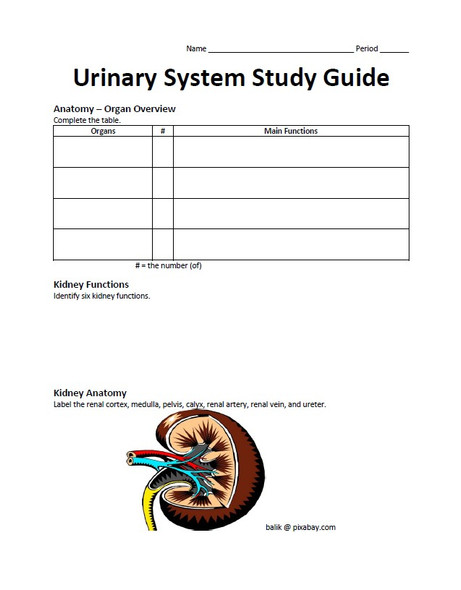 Urinary System Study Guide Packet