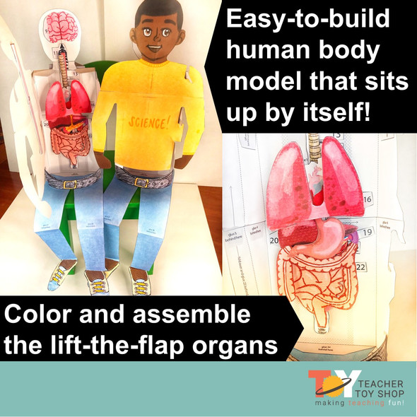 Human Body Systems Projects Bundle | STEM Activities