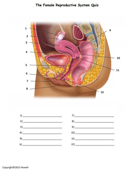 Female Reproductive System Quiz
