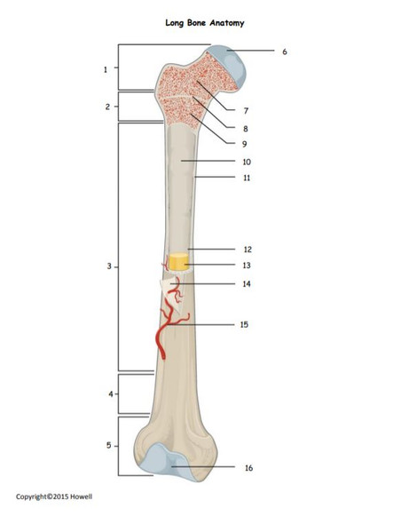 Long Bone Anatomy Quiz or Worksheet