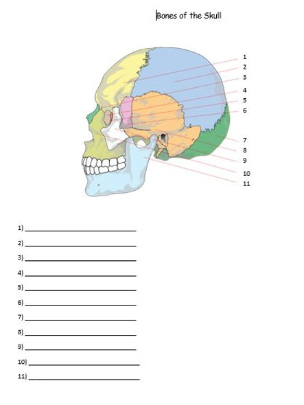 Bones of the Skull Quiz