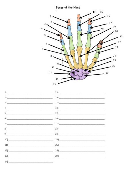 Bones of the Hand and Wrist Quiz or Worksheet