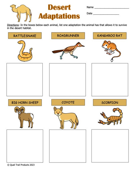 Animal Adaptations in the Desert Activities and Worksheets