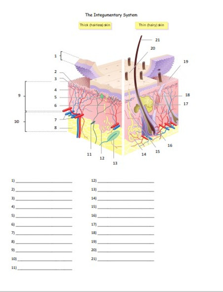 Integumentary System Review Bundle for Anatomy or Physiology