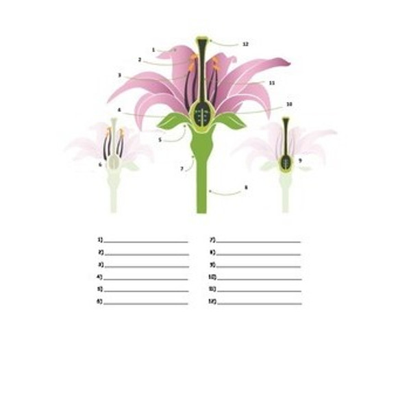 Biology Identification Worksheets Bundle