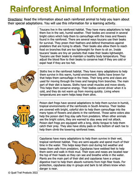 Animal Adaptations in the Rainforest Habitat Activities and Worksheets