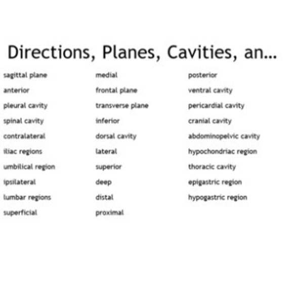 "Body Directions, Planes, Cavities, and Regions" Bingo set for an Anatomy Course