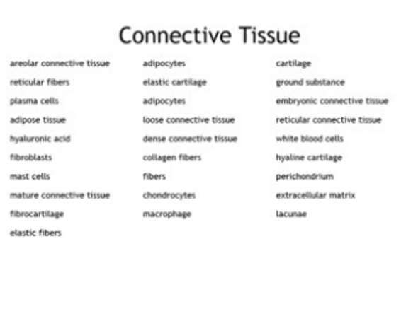 "Connective Tissue" Bingo set for an Anatomy of Physiology Course