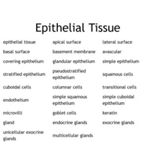 "Epithelial Tissue" Bingo set for an Anatomy of Physiology Course