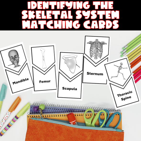 Identifying the Skeletal System Matching Cards