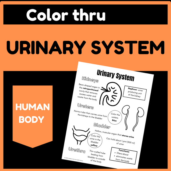 Color thru Urinary System