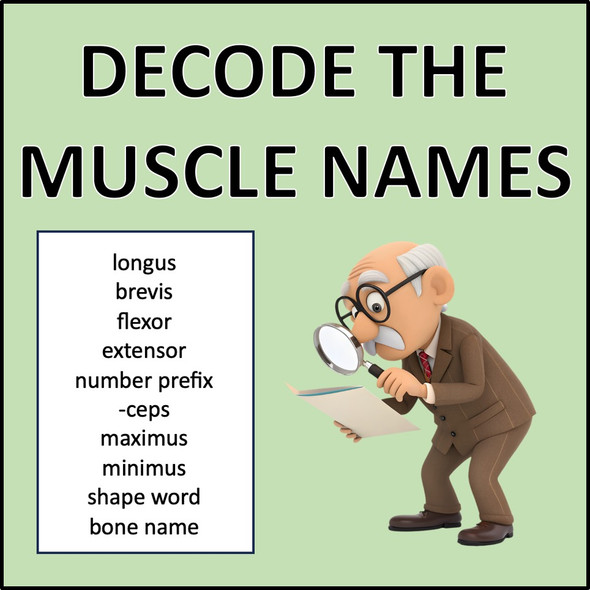 Muscular System