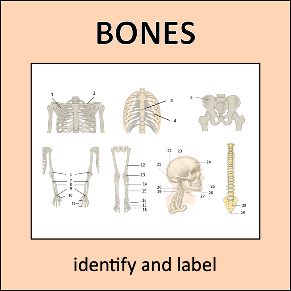 Skeletal System - a complete science unit